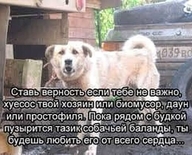 low_res биомусор верность всрато даун_или_простофиля жвотне любовь медаль_за_сжатие_джэйпега пузырится смехуёчки собакен ставь_верность_если_тебе_не_важно тазик_собачьей_баланды текст хуесос хуесос_или_биомусор хуесос_твой_хозяин_или_биомусор язык:русский // 521x420 // 46KB