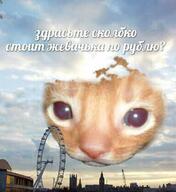 low_res всрато жвачка жвотне здрасьте кот небо ну_типа_привет по_рублю рыжий сколбко_стоит_жвачька_по_рублю сколько смехуёчки язык:русский // 384x420 // 46KB