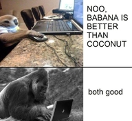 babana both_good noo_babana_is_better_than_coconut банан гиббон горилла жвотне интернет кокос компьютер мнения_разделились ноутбук обезьяна смехуёчки спор срач язык:английский // 640x586 // 141KB