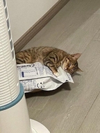 ))) zzz балдёж в_обнимку держит довольное_ебало жвотне корм кот на_полу обнимает_упаковку_корма полосатый прикрытые_глаза смехуёчки упаковка_корма // 434x578 // 58KB