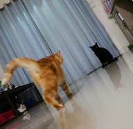 approaching dio_angle oh_so_you_approaching_me жвотне кот коты откуда:jojo's_bizarre_adventure персонаж:джотаро_куджо персонаж:дио_брандо рыжий смехуёчки // 600x581 // 42KB