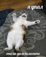 жвотне кот лежит падает помогите смехуёчки шрифт_лобстер это_не_мем_помогите я_упал язык:русский // 720x900 // 230KB