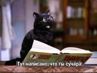 жвотне книга кот ответ откуда:sabrina_the_teenage_witch очки персонаж:сэйлем_сэйберхеген сабрина смехуёчки тут_написано_что_ты_сучара язык:русский // 640x480 // 73KB