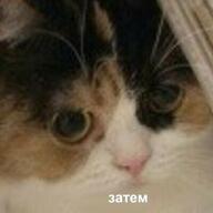low_res взгляд жвотне затем кот медаль_за_сжатие_джэйпега ответ переговоры смехуёчки язык:русский // 400x400 // 14KB