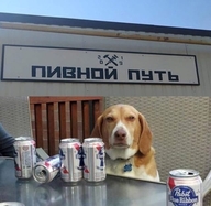 2019 2109 алкоголь банки бухло взгляд жвотне за_столом пивной_путь пиво прикрытые_глаза смехуёчки собакен язык:русский // 640x624 // 84KB