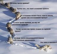 волчара волчары жвотне зодумойся почему_тропа_кривая психология смехуёчки тропа тропы_нет философия это_твоё_сознание_кривое это_типа_я_виноват язык:русский // 568x541 // 128KB