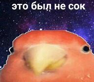 всрато жвотне космос попугай птица смехуёчки сок упрлс это_был_не_сок язык:русский // 540x470 // 47KB