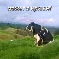 why жвотне зодумолся корова может_я_кринж почему смехуёчки смотрит_в_даль стыд уныние язык:русский // 600x600 // 48KB