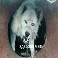 low_res всрато жвотне здарова_мать ну_типа_привет смехуёчки собакен язык:английский // 500x500 // 31KB