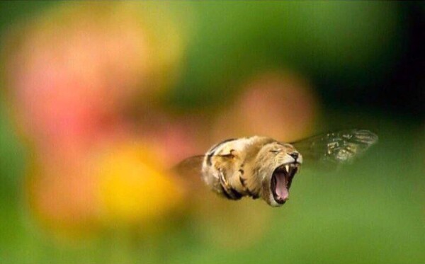 жвотне крик лев пчелолев пчёлы смехуёчки // 720x448 // 60KB