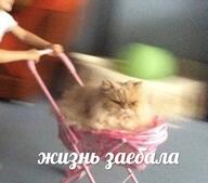 evil всрато жвотне жизнь_заебала заёб косяска кот прикрытые_глаза размыто смехуёчки философия язык:русский // 566x497 // 89KB