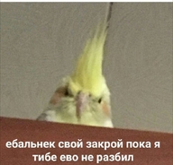 low_res rage tagme-нужно_редактирование всрато ебальнек ебальнек_свой_закрой_пока_я_тибе_ево_не_разбил жвотне попугай птица рожа смехуёчки шум язык:русский // 700x672 // 53KB