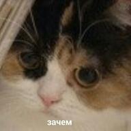 low_res взгляд вопрос жвотне зачем кот медаль_за_сжатие_джэйпега переговоры смехуёчки язык:русский // 400x400 // 14KB