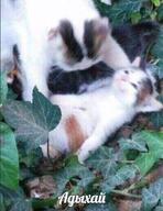 адыхай всрато жвотне кот коты котёнок листва отдых размыто смехуёчки трава язык:русский // 400x518 // 75KB